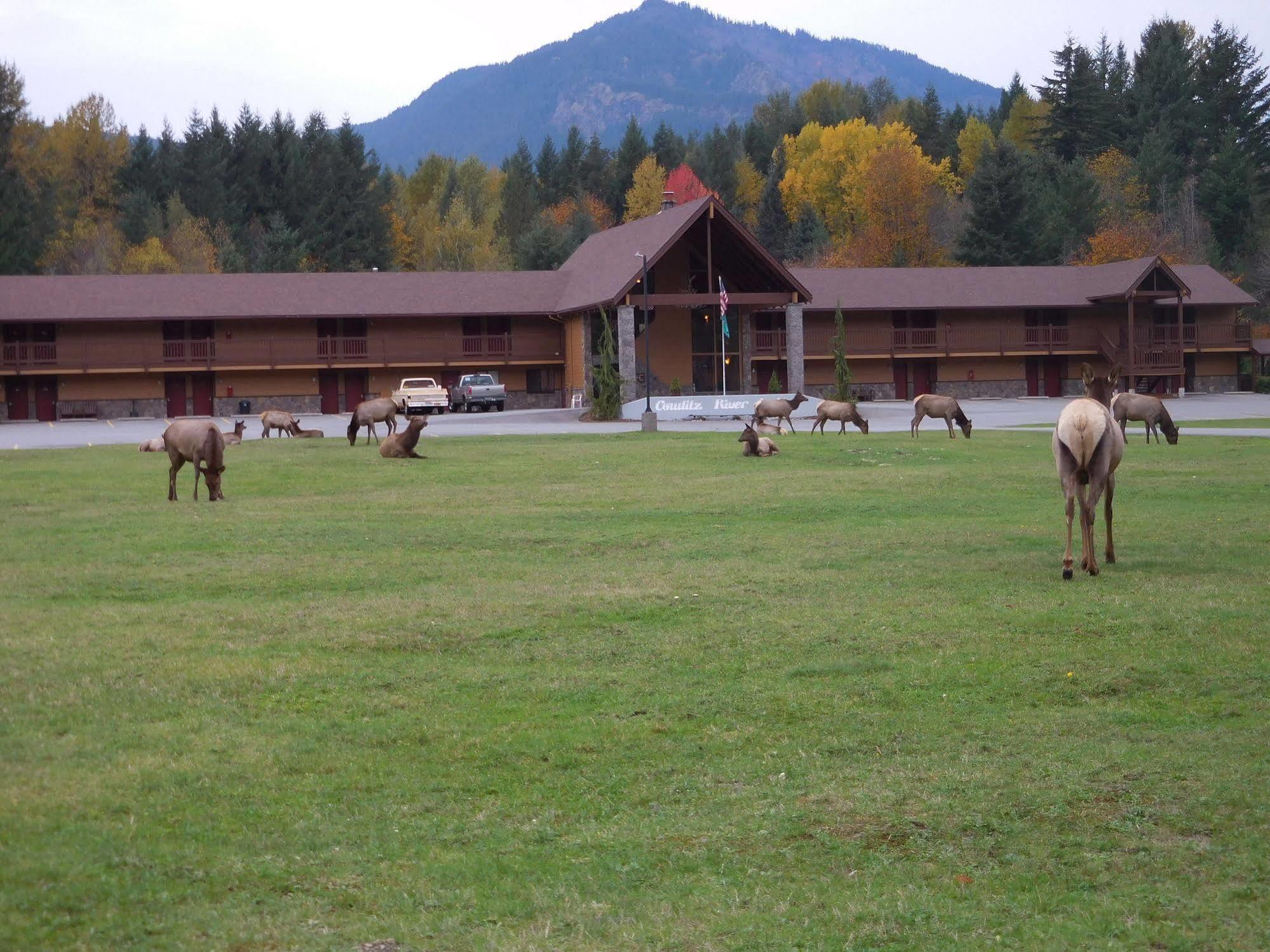 Cowlitz River Lodge Packwood Exterior foto